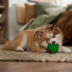 Frisco Holiday Fetch Squeaky Tennis Ball With Rubber Sleeve Dog Toy 7 Frisco Holiday Fetch Squeaky Tennis Ball With Rubber Sleeve Dog Toy -Frisco Shop 739686 PT3. AC SS1800 V1694812401