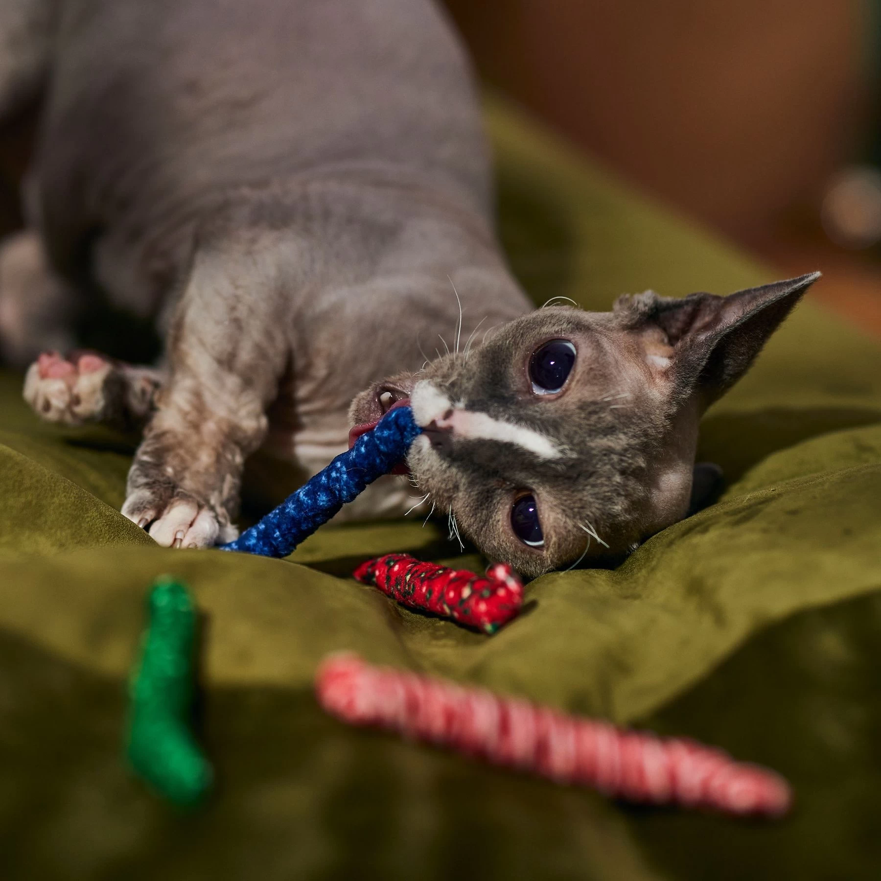 Frisco Holiday Festive Swatting Spirals Cat Toy 3 Frisco Holiday Festive Swatting Spirals Cat Toy - Image 3