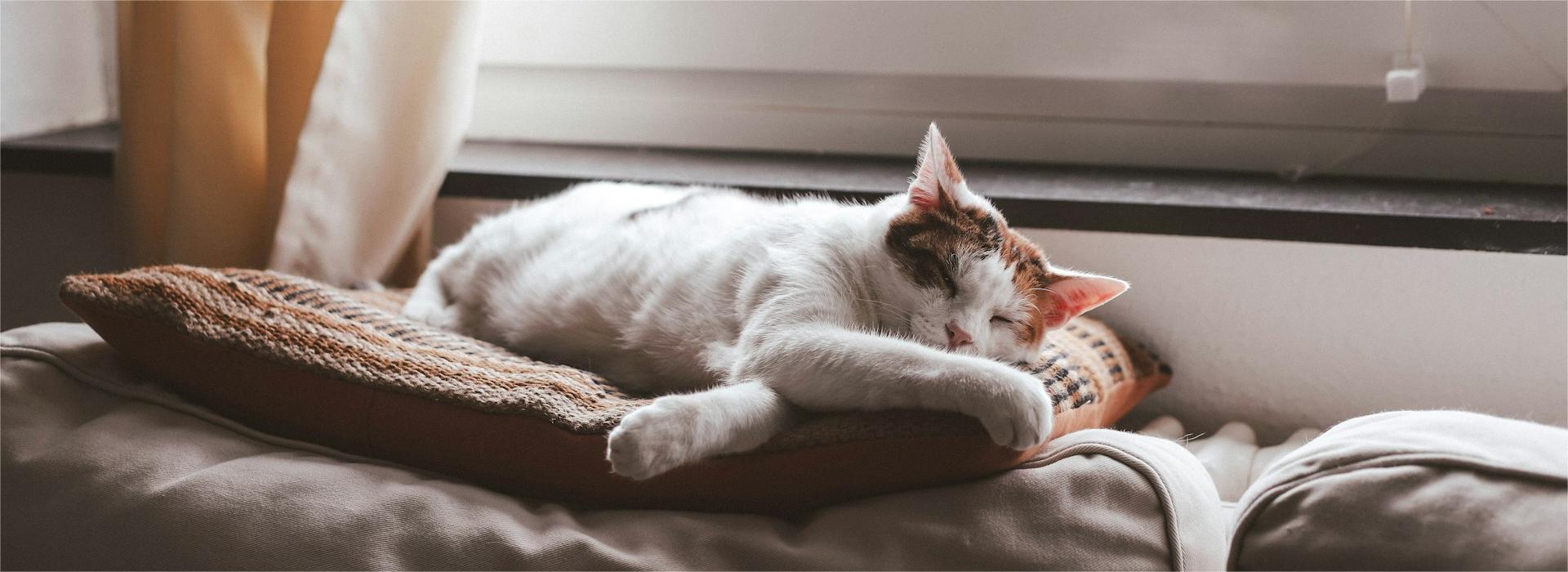 Frisco Shop 19 Frisco Shop -Frisco Shop manja vitolic j6UmKxKDRPw unsplash